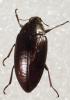 Epitragus sp.